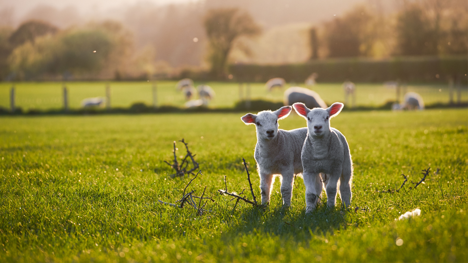 Dia Mundial do Veganismo